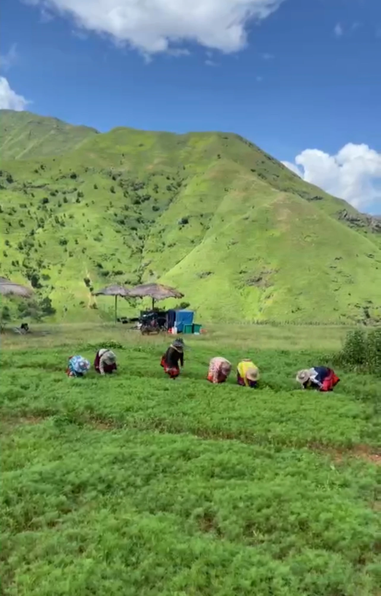 Đồi hoa gọi mây giữa trời Tà Xùa của phụ nữ Mông hút khách - Hình 2