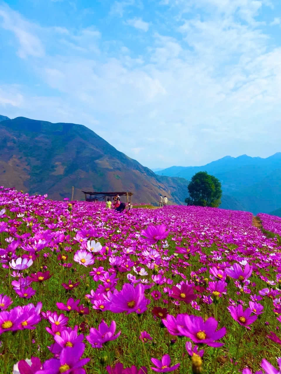 Đồi hoa gọi mây giữa trời Tà Xùa của phụ nữ Mông hút khách - Hình 5