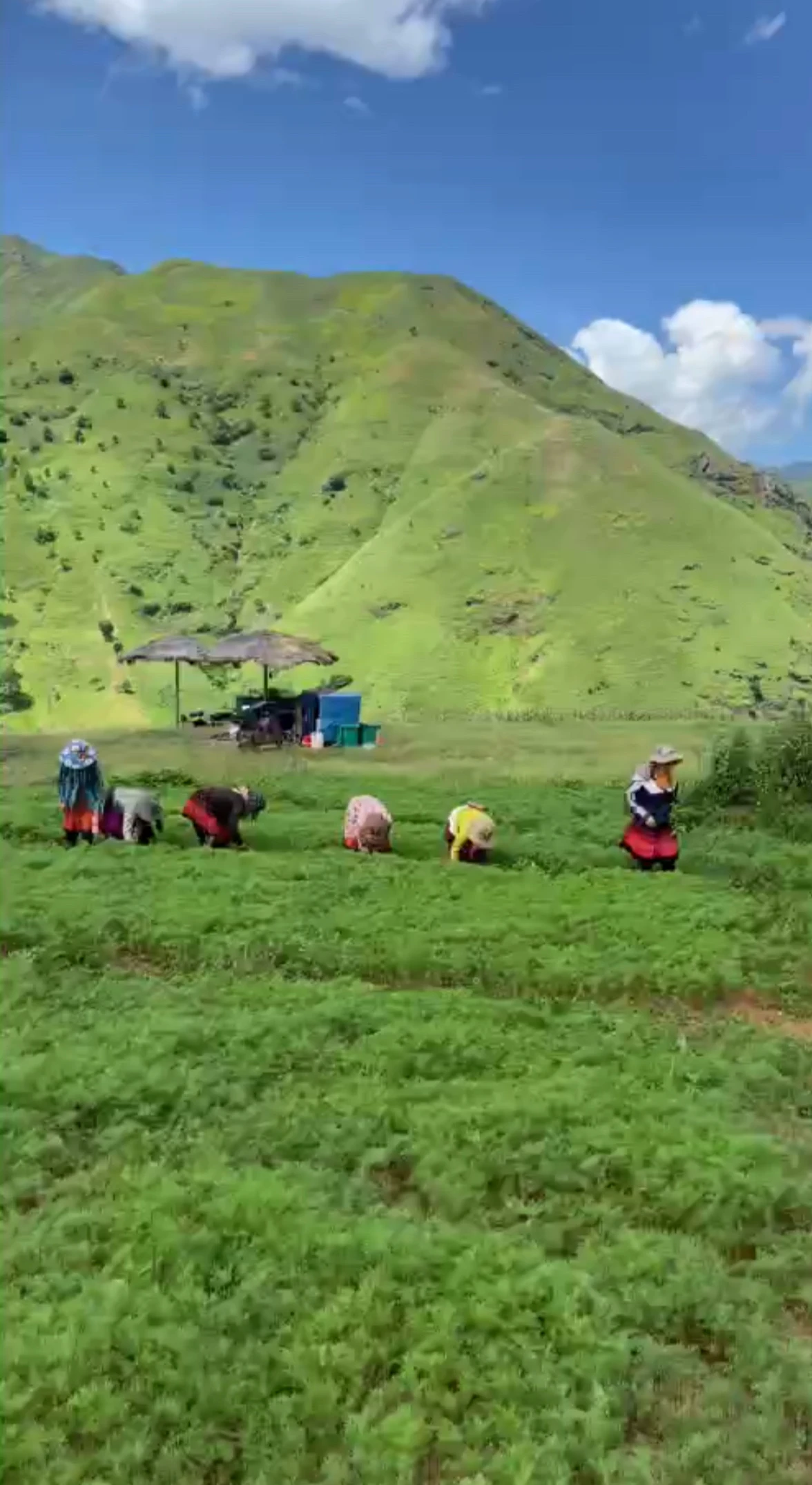 Đồi hoa gọi mây giữa trời Tà Xùa của phụ nữ Mông hút khách - Hình 3