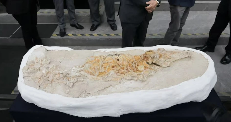 Peru công bố hóa thạch cá heo cổ đại 12 triệu năm tuổi - Hình 1