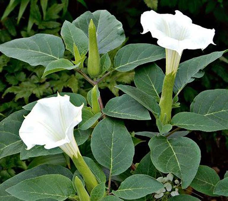 4 loại hoa tuyệt đối không nên trồng trong nhà, vừa độc hại vừa mang phong thủy chia ly, gia chủ dễ gặp xui rủi - Hình 5