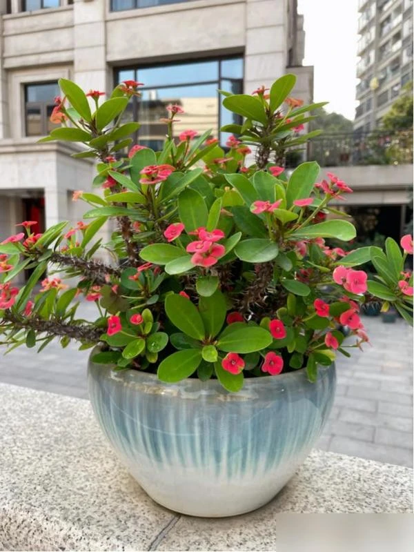 4 loại hoa tuyệt đối không nên trồng trong nhà, vừa độc hại vừa mang phong thủy chia ly, gia chủ dễ gặp xui rủi - Hình 4
