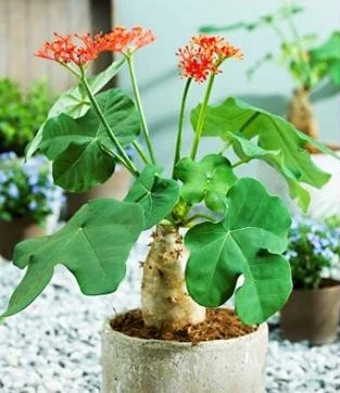 4 loại hoa tuyệt đối không nên trồng trong nhà, vừa độc hại vừa mang phong thủy chia ly, gia chủ dễ gặp xui rủi - Hình 2