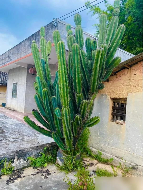 4 loại hoa tuyệt đối không nên trồng trong nhà, vừa độc hại vừa mang phong thủy chia ly, gia chủ dễ gặp xui rủi - Hình 3