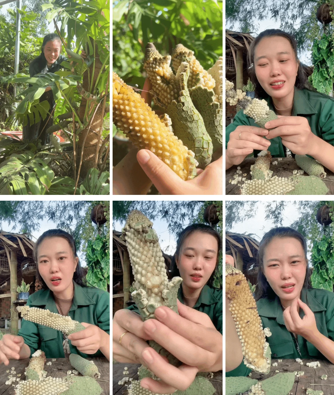 Quả trầu bà 7 năm mới có, nay là đặc sản mukbang hàng triệu người tìm ăn - Hình 2