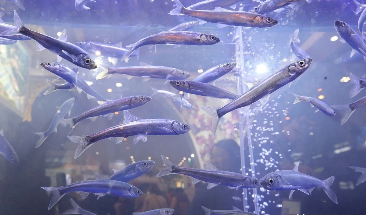 Bí ẩn về loài cá đã biến mất 21 năm nhưng lại được tìm thấy trong ao nước hôi thối sâu 40cm, tất cả là nhờ con người bỏ mặc? - Hình 4