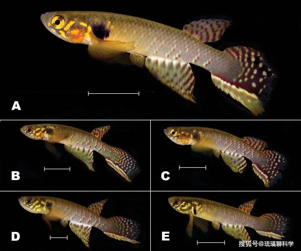 Bí ẩn về loài cá đã biến mất 21 năm nhưng lại được tìm thấy trong ao nước hôi thối sâu 40cm, tất cả là nhờ con người bỏ mặc? - Hình 3