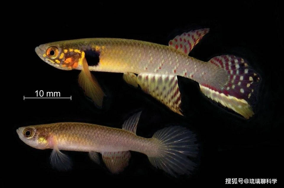 Bí ẩn về loài cá đã biến mất 21 năm nhưng lại được tìm thấy trong ao nước hôi thối sâu 40cm, tất cả là nhờ con người bỏ mặc? - Hình 2