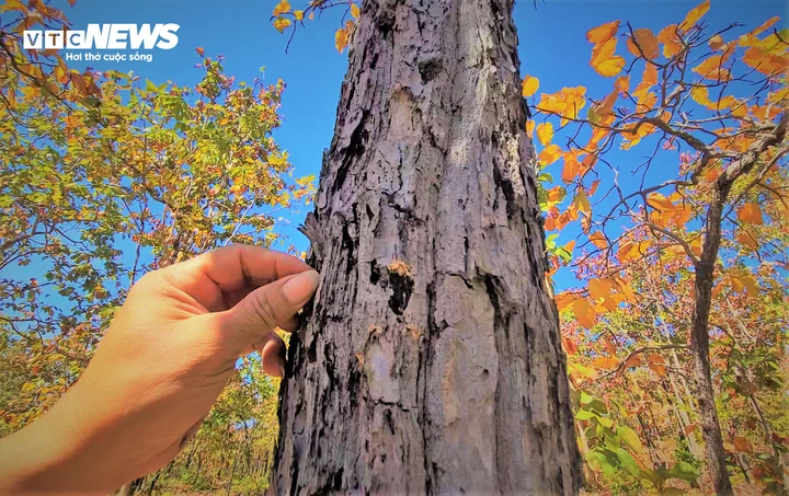 Chiêm ngưỡng sắc màu độc đáo của rừng khộp lớn nhất Việt Nam mùa trút lá - Hình 8