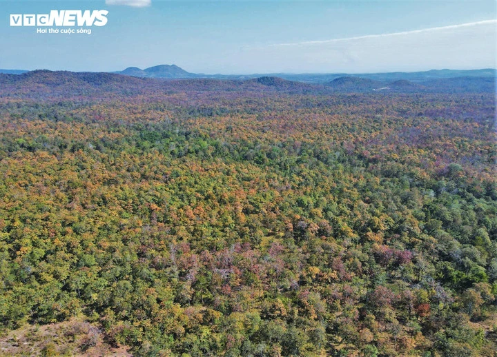 Chiêm ngưỡng sắc màu độc đáo của rừng khộp lớn nhất Việt Nam mùa trút lá - Hình 13
