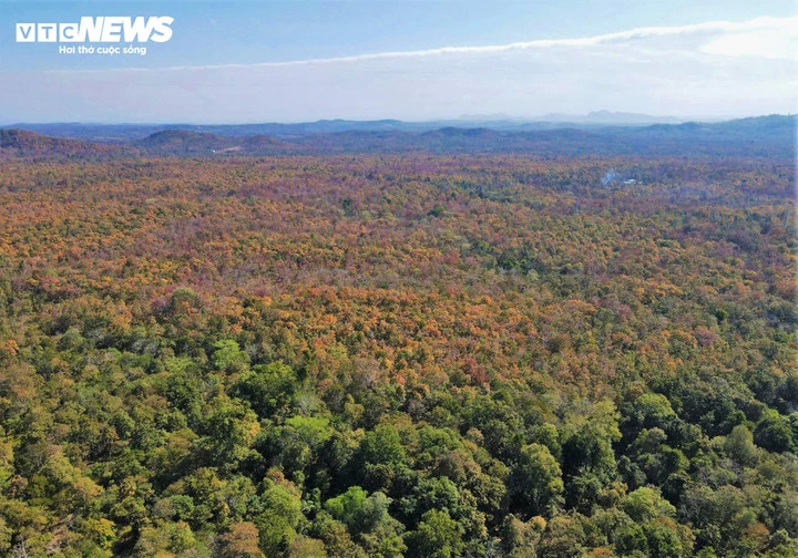 Chiêm ngưỡng sắc màu độc đáo của rừng khộp lớn nhất Việt Nam mùa trút lá - Hình 3