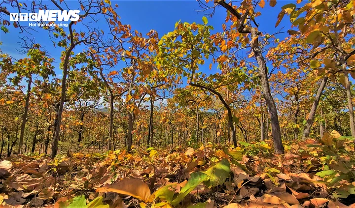 Chiêm ngưỡng sắc màu độc đáo của rừng khộp lớn nhất Việt Nam mùa trút lá - Hình 5