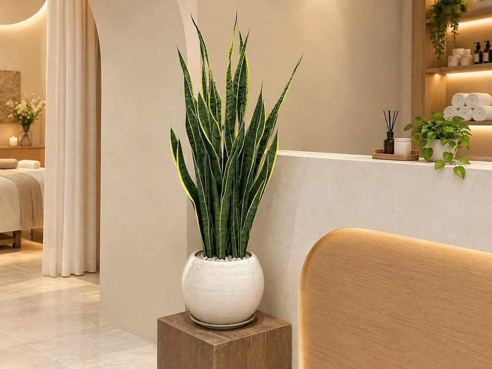 5 cây cảnh cho spa giúp không gian thư giãn, hút tài lộc - Hình 1