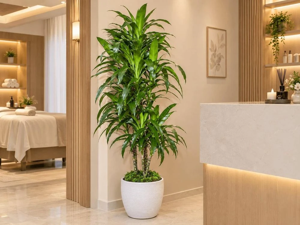 5 cây cảnh cho spa giúp không gian thư giãn, hút tài lộc - Hình 5