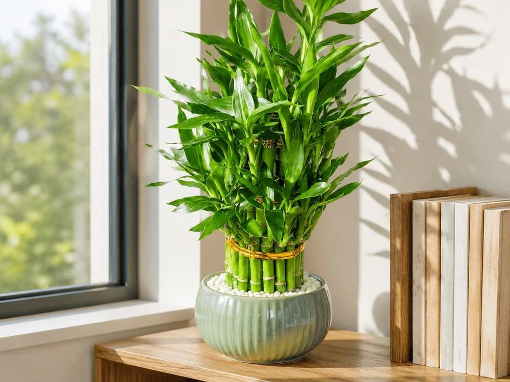 5 cây cảnh cho spa giúp không gian thư giãn, hút tài lộc - Hình 3