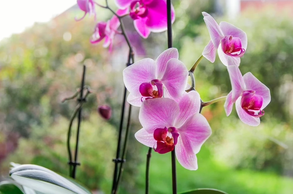 Hoa lan rất thích được bón thứ này vào mùa thu: Nhà nào cũng có sẵn! - Hình 1