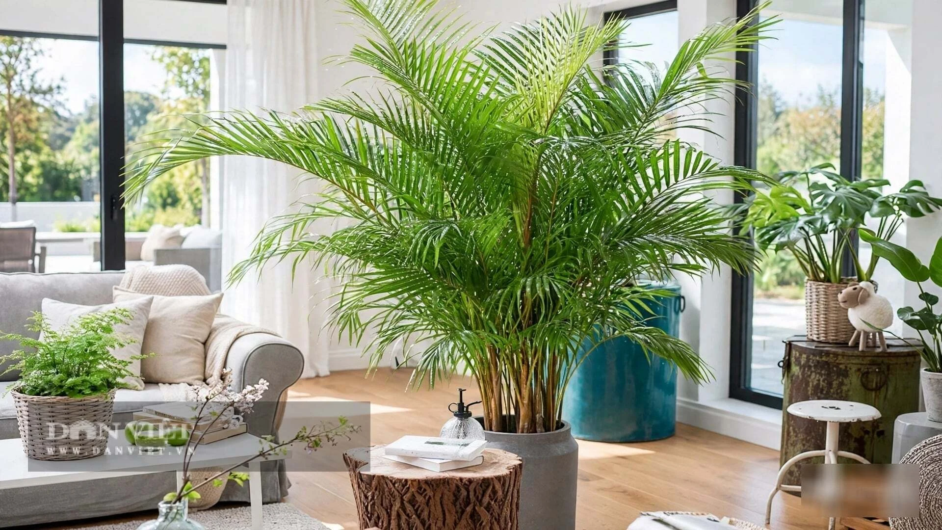 4 cây cảnh lá to được người giàu trồng làm máy lọc khí phong thủy, vừa hút cạn bụi mịn vừa chiêu tài giữ lộc - Hình 15