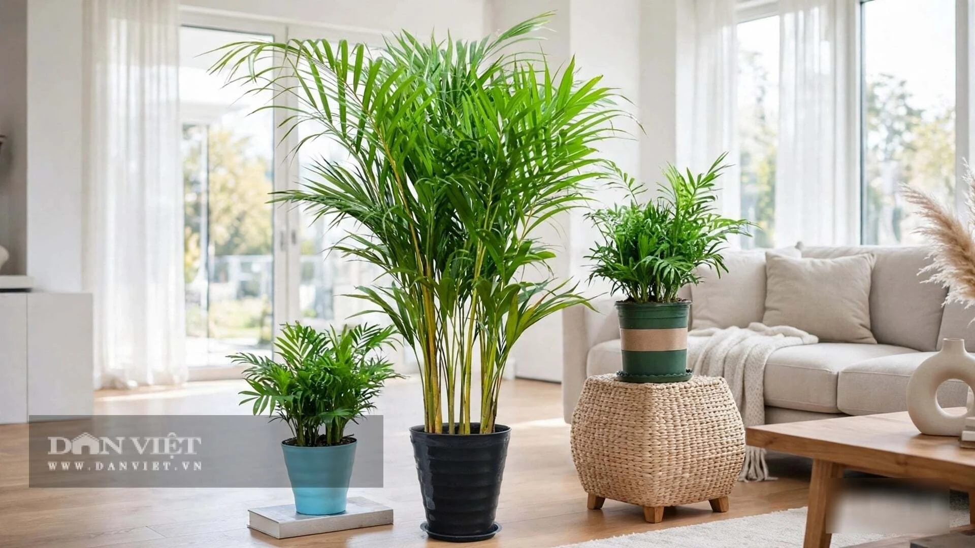 4 cây cảnh lá to được người giàu trồng làm máy lọc khí phong thủy, vừa hút cạn bụi mịn vừa chiêu tài giữ lộc - Hình 18