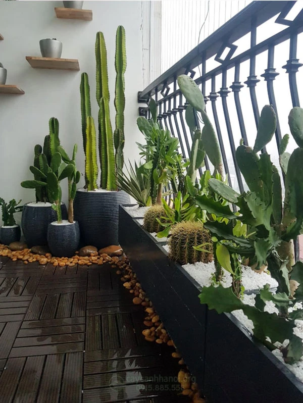 Nhà phố có ban công hướng Tây nên trồng loại cây nào vừa xanh mát, giảm tiếng ồn lại hợp phong thủy - Hình 1