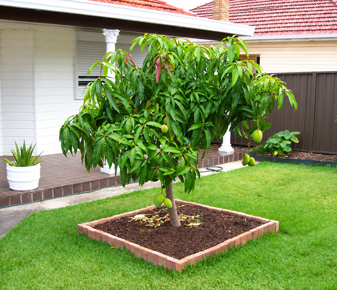 Nhiều gia đình trồng xoài trong sân vườn: Hóa ra không chỉ để lấy quả - Hình 1