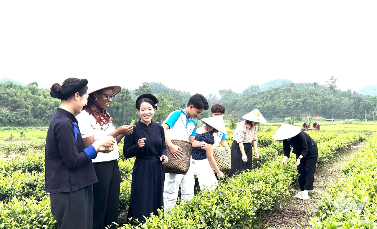 Phát triển vùng chè gắn với du lịch trải nghiệm - Hình 1