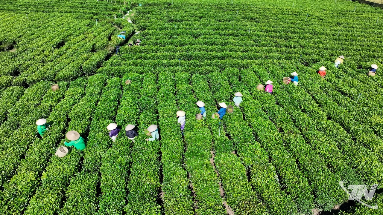 Phát triển vùng chè gắn với du lịch trải nghiệm - Hình 2
