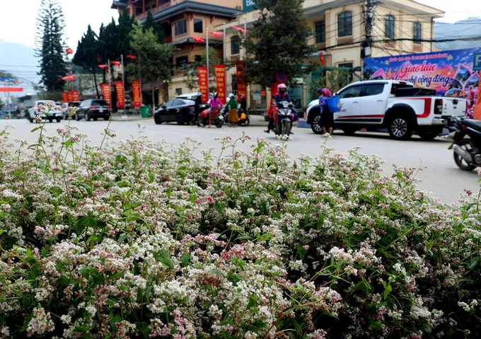 Tam giác mạch nhuộm hồng cao nguyên đá - Hình 3