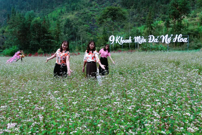 Tam giác mạch nhuộm hồng cao nguyên đá - Hình 6