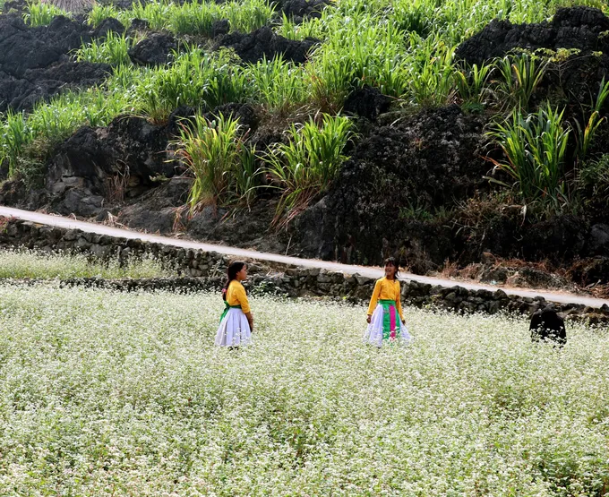 Tam giác mạch nhuộm hồng cao nguyên đá - Hình 5