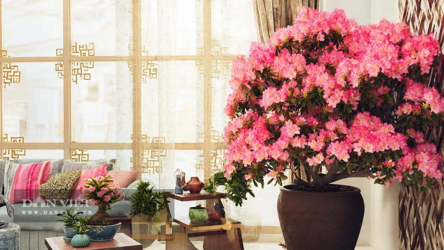3 cây cảnh thần thái ngút trời người giàu mê tít, trồng trong nhà nâng tầm đẳng cấp, tiền lăn vào cửa, lộc tự tìm về - Hình 2