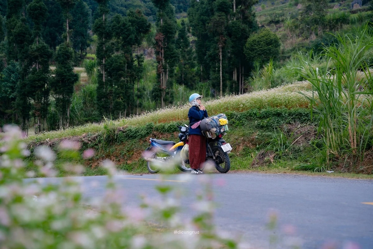 Lũng Cú cháy phòng đầu mùa hoa tam giác mạch - Hình 5