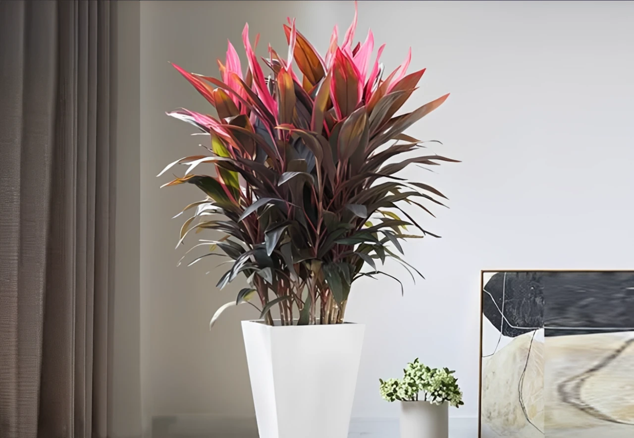 3 cây cảnh đẹp từ lá, không cần nở hoa vẫn rực rỡ, mang ý nghĩa tài lộc - Hình 1
