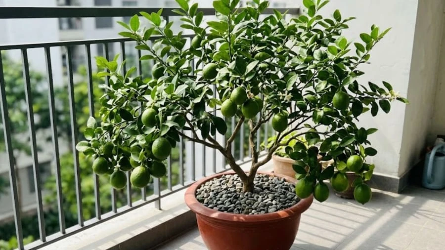 Mệnh nào trồng cây chanh hút tài lộc vào nhà? - Hình 1
