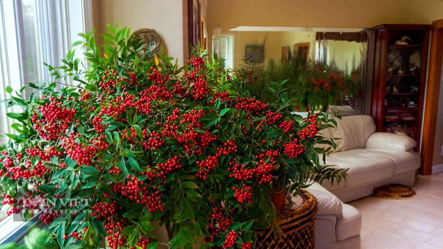 Cây cảnh bảo vệ gia đình số 1, ngọn lửa đỏ sưởi ấm hiên nhà khi đông về, hoá giải vận xui, rực rỡ đón phúc lành - Hình 13