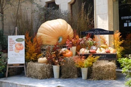 Quán cafe ở Hà Nội mạnh tay chi hàng trăm triệu đồng, biến hình đón Halloween - Hình 2