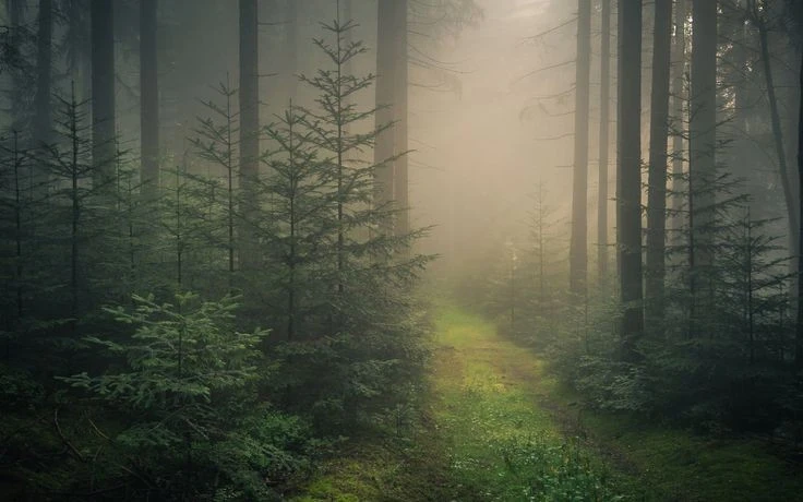 Khám phá rừng Đen huyền bí, nổi tiếng nhất châu Âu - Hình 3