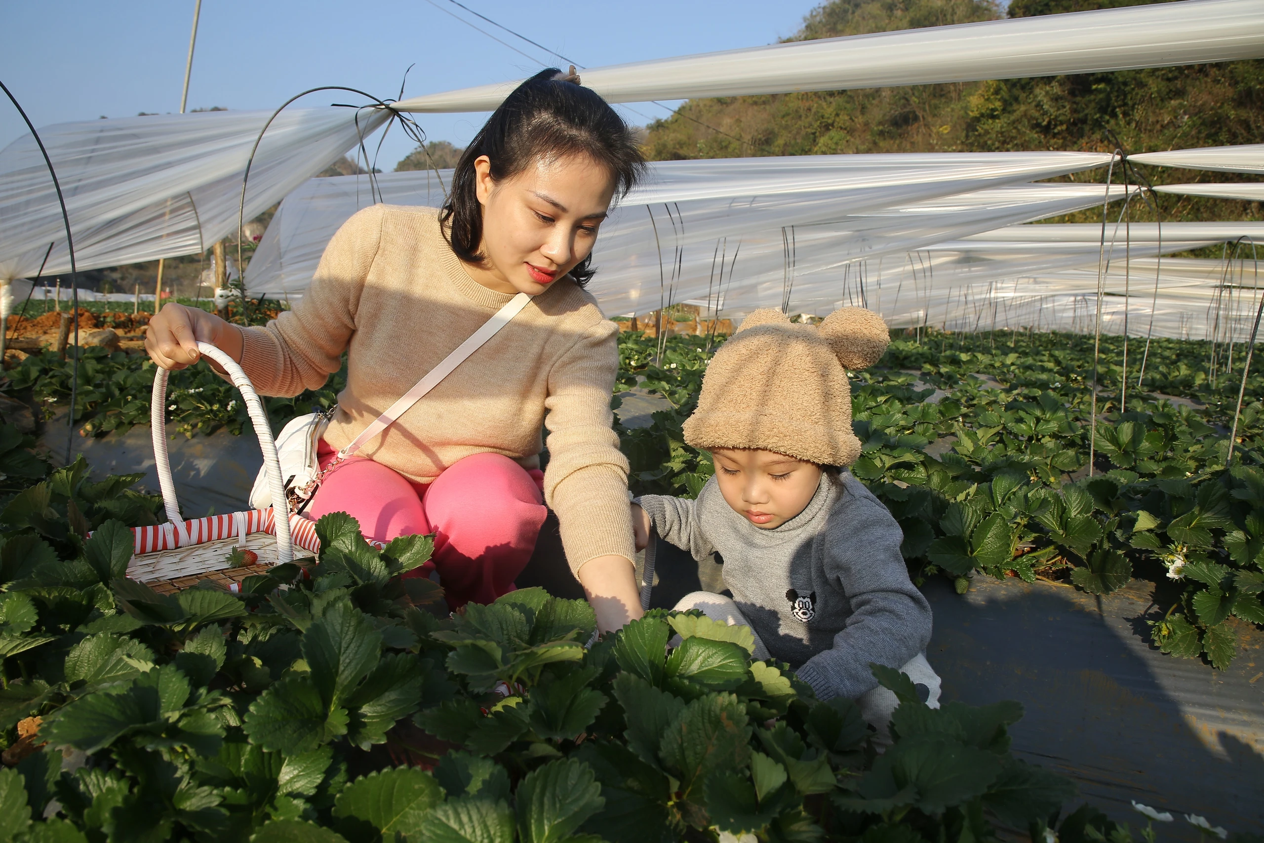 Mộc Châu khoác áo xuân: Trắng đồi mận, xanh đồi chè - Hình 6