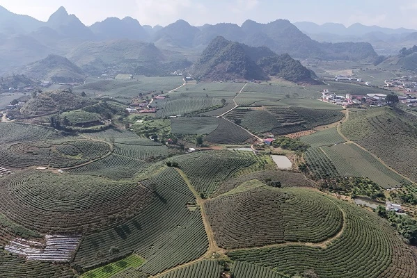 Mộc Châu khoác áo xuân: Trắng đồi mận, xanh đồi chè - Hình 4