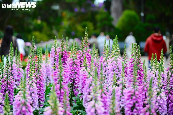 Vẻ đẹp tựa tranh vẽ của Thiền viện Trúc Lâm bên hồ Tuyền Lâm thơ mộng - Hình 15