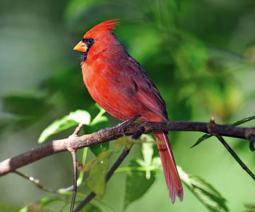 Tháng sinh Âm lịch tiết lộ người có số vượng trung niên: Sau 35 tuổi bước vào thời hoàng kim - Hình 1