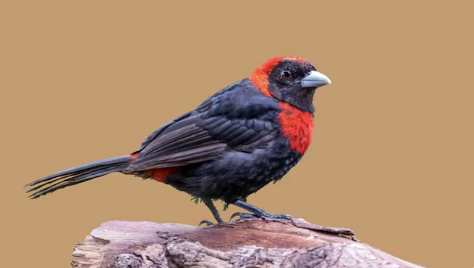 Tháng sinh Âm lịch tiết lộ người có số vượng trung niên: Sau 35 tuổi bước vào thời hoàng kim - Hình 3