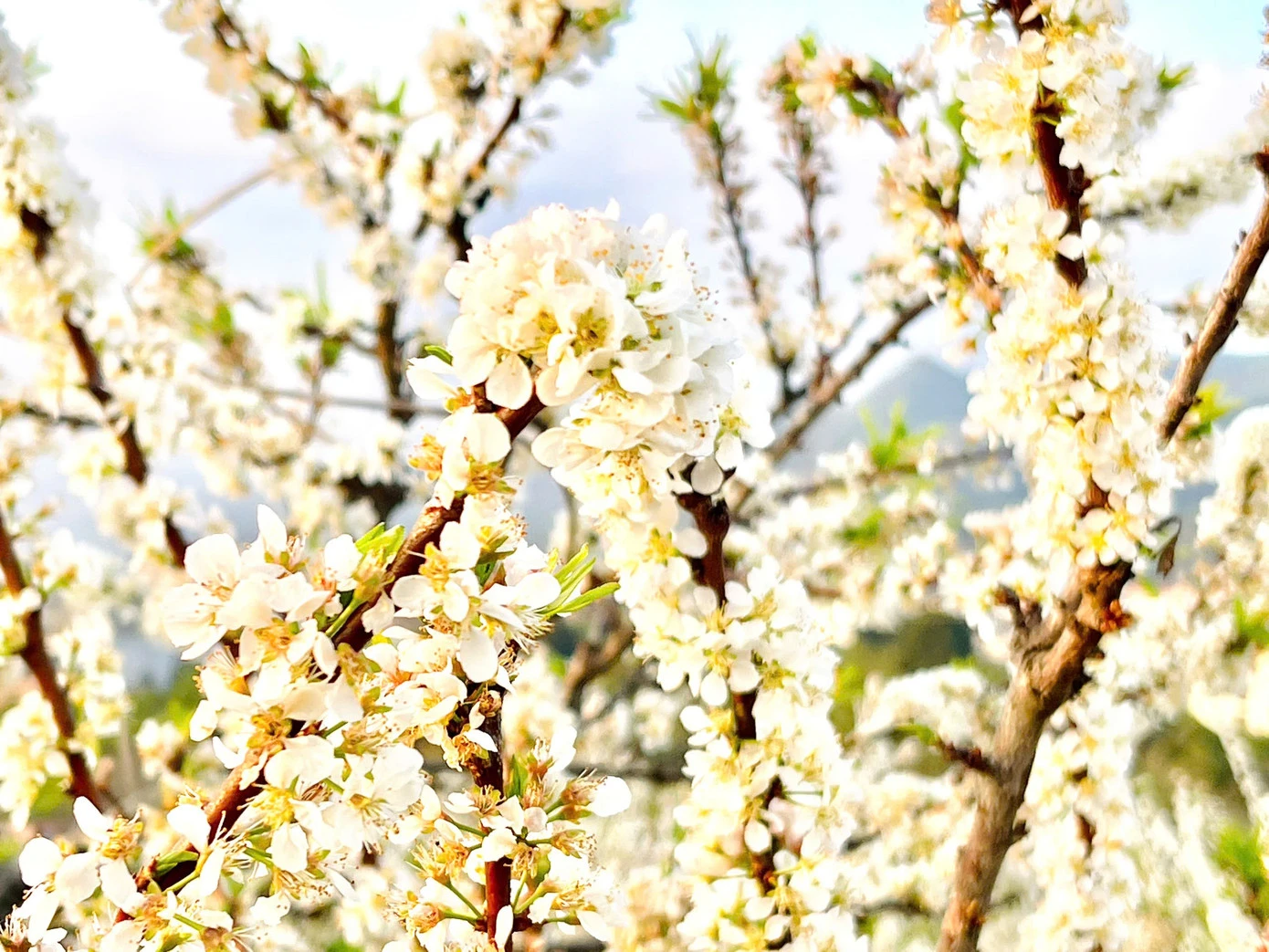 Kiếm bộn tiền nhờ dịch vụ sống ảo ăn theo mùa hoa Mộc Châu - Hình 3