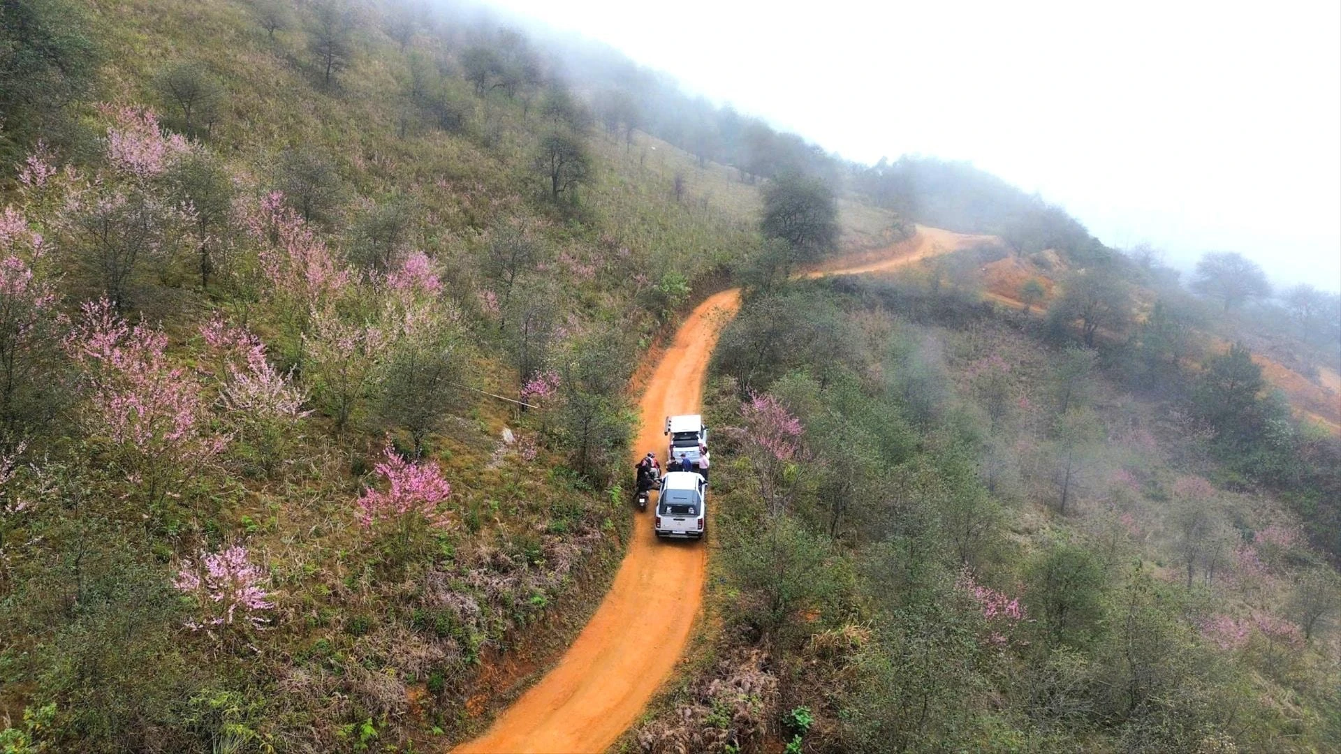 Chiêm ngưỡng sắc đào mùa Xuân trên đỉnh Lùng Cúng - Hình 1