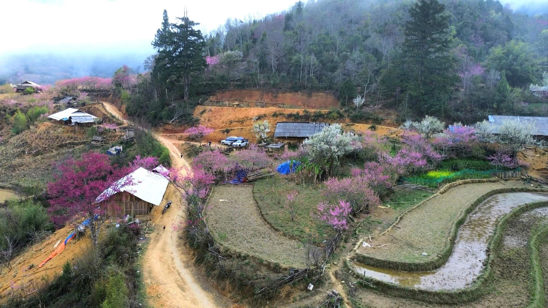 Chiêm ngưỡng sắc đào mùa Xuân trên đỉnh Lùng Cúng - Hình 2