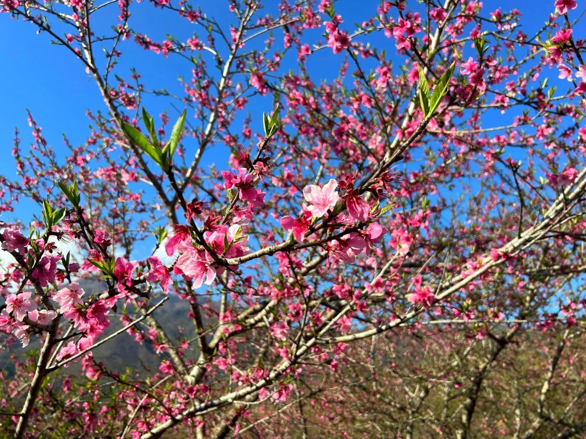 Chiêm ngưỡng sắc đào mùa Xuân trên đỉnh Lùng Cúng - Hình 3