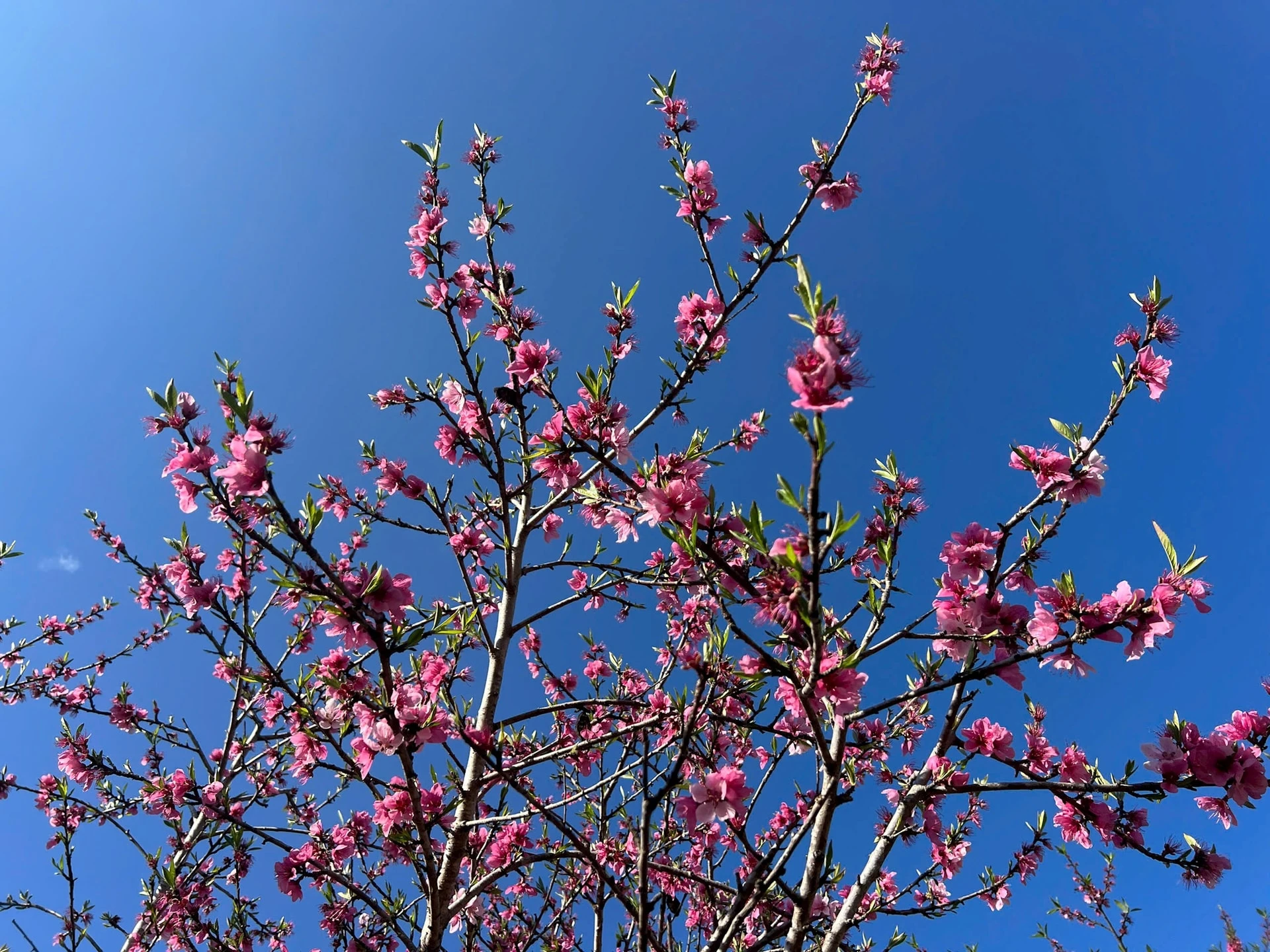 Chiêm ngưỡng sắc đào mùa Xuân trên đỉnh Lùng Cúng - Hình 5