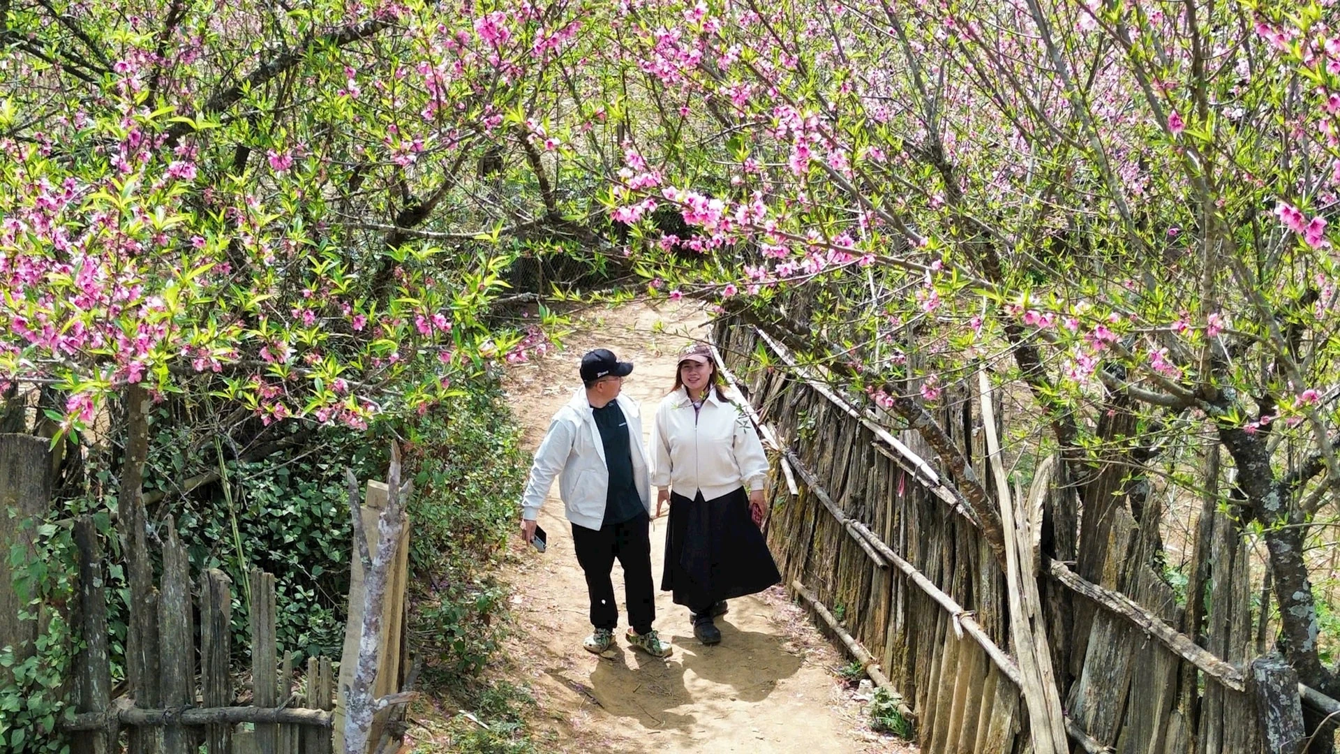 Chiêm ngưỡng sắc đào mùa Xuân trên đỉnh Lùng Cúng - Hình 4