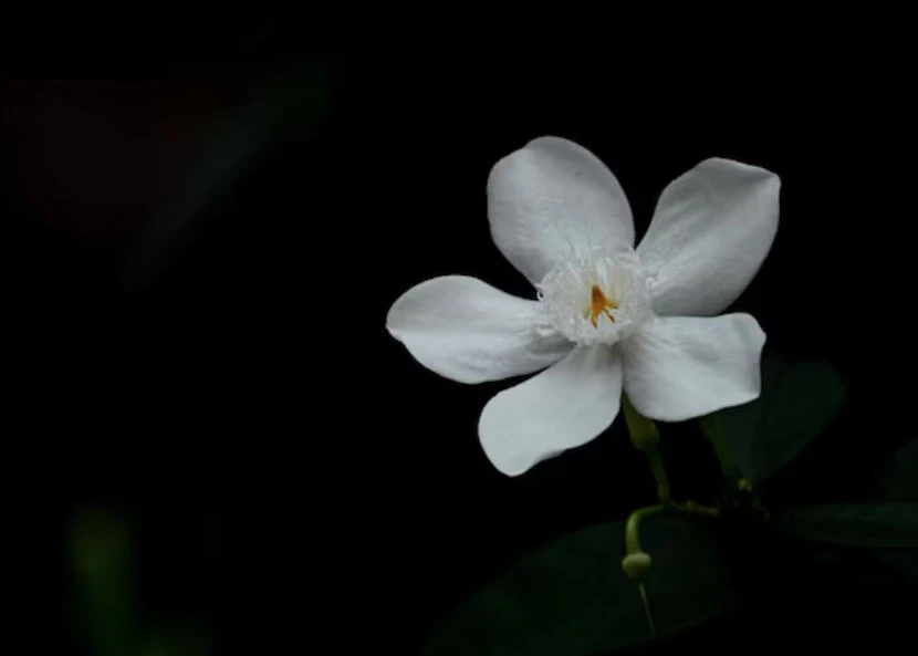 3 khung giờ sinh Âm lịch báo hiệu cuộc đời khổ trước sướng sau, trung niên sung túc - Hình 3