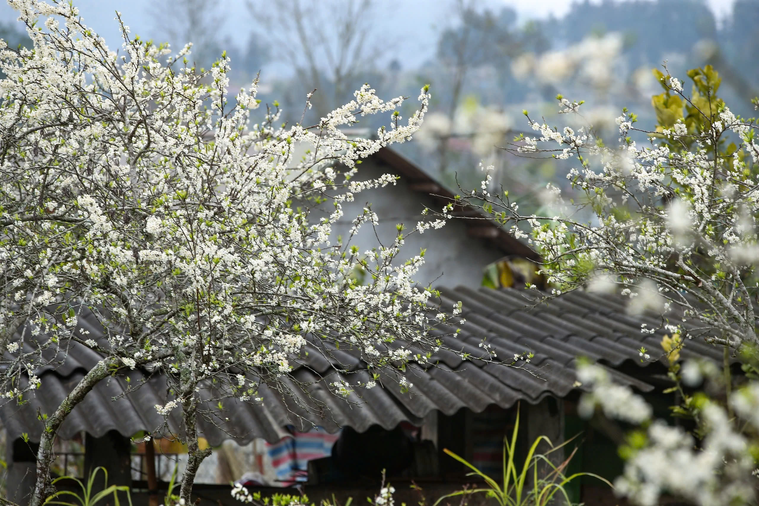 Lạc lối trong sắc hoa mận của cao nguyên Bắc Hà - Hình 4