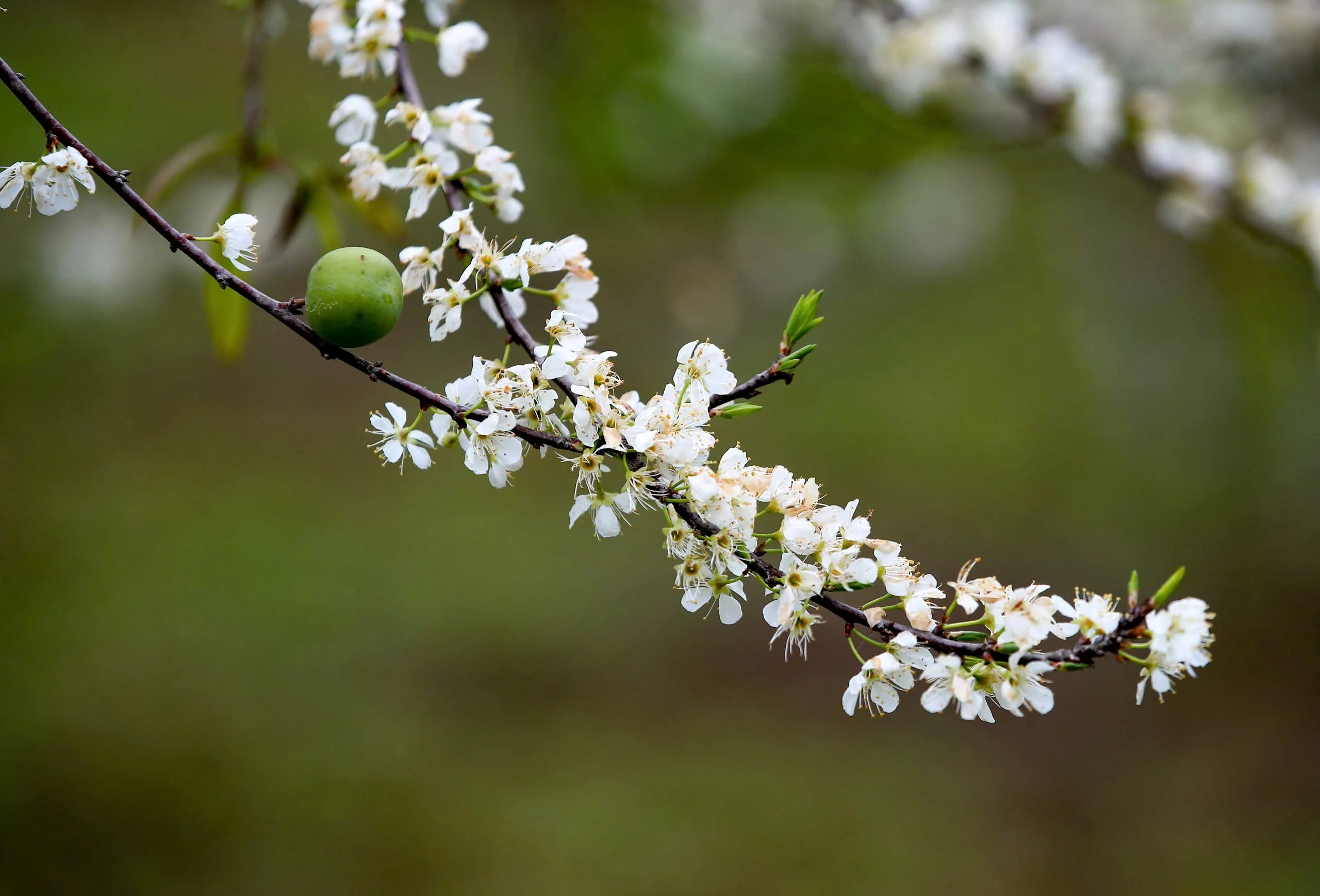 Lạc lối trong sắc hoa mận của cao nguyên Bắc Hà - Hình 5